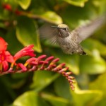 Anna's Hummingbird