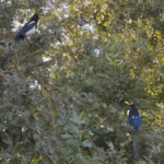 Yellow-billed Magpies