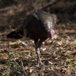 Yearling Male Turkey