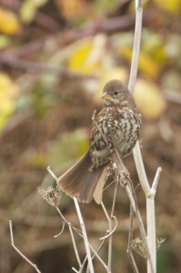 Fox Sparrow