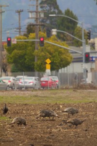 Wild Turkeys