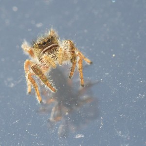 Jumping Spider