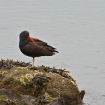 Black Oystercatcher, Albany, CA