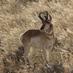 Pronghorn Antelope (aka "SpeedGoat")