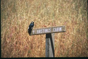 Acorn Woodpecker