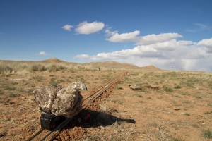 Robotic female sage-grouse