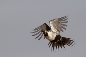 Male sage-grouse leaves the lek