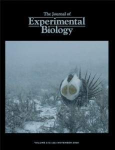 My sage-grouse photo on the cover of J Exp Bio issue with our paper