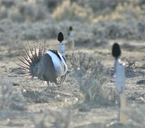 Male sage-grouse near microphones