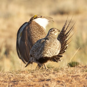 Male and Female Greater Sage-grouse