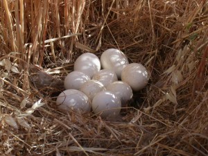 Turkey nest in tall grass