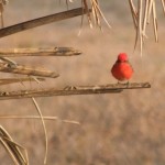 Vermilion Flycatcher