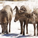 bighorns_small 1