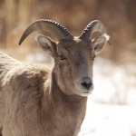 bighorns_small 2