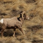 bighorns_small 3