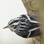 Black-and-White Warbler, Albany, CA