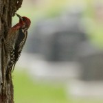Red-breasted Sapsucker, Sunset View Cemetery