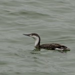 Red Throated Loon