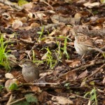 White-throated Sparrows, Albany Hill.