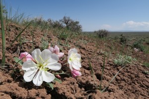 Desert Evening Primrose 2072