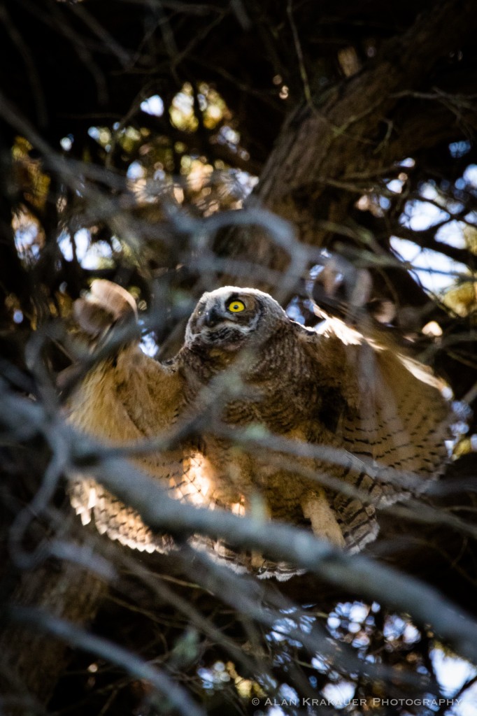 Owlet takes flight