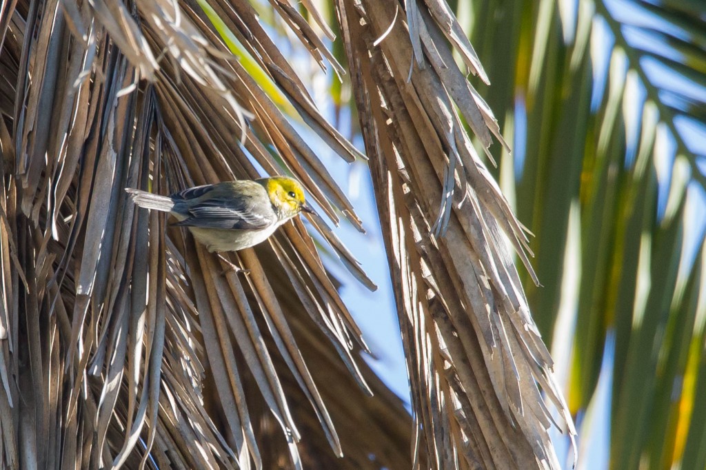 Hermit Warbler, Sunset View Cemetary-9175