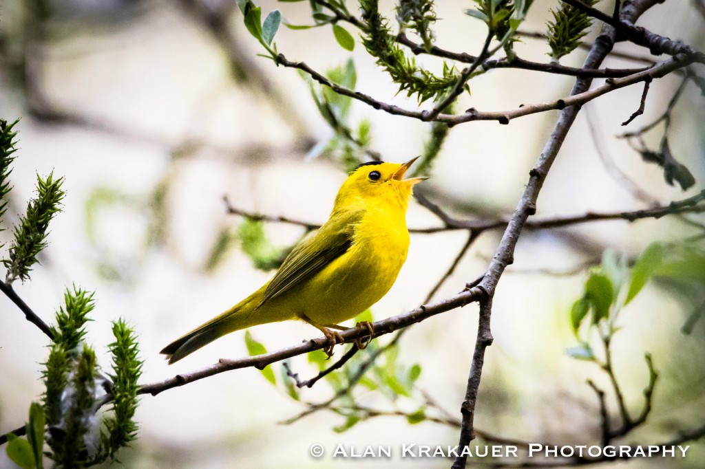 Wilson's Warbler