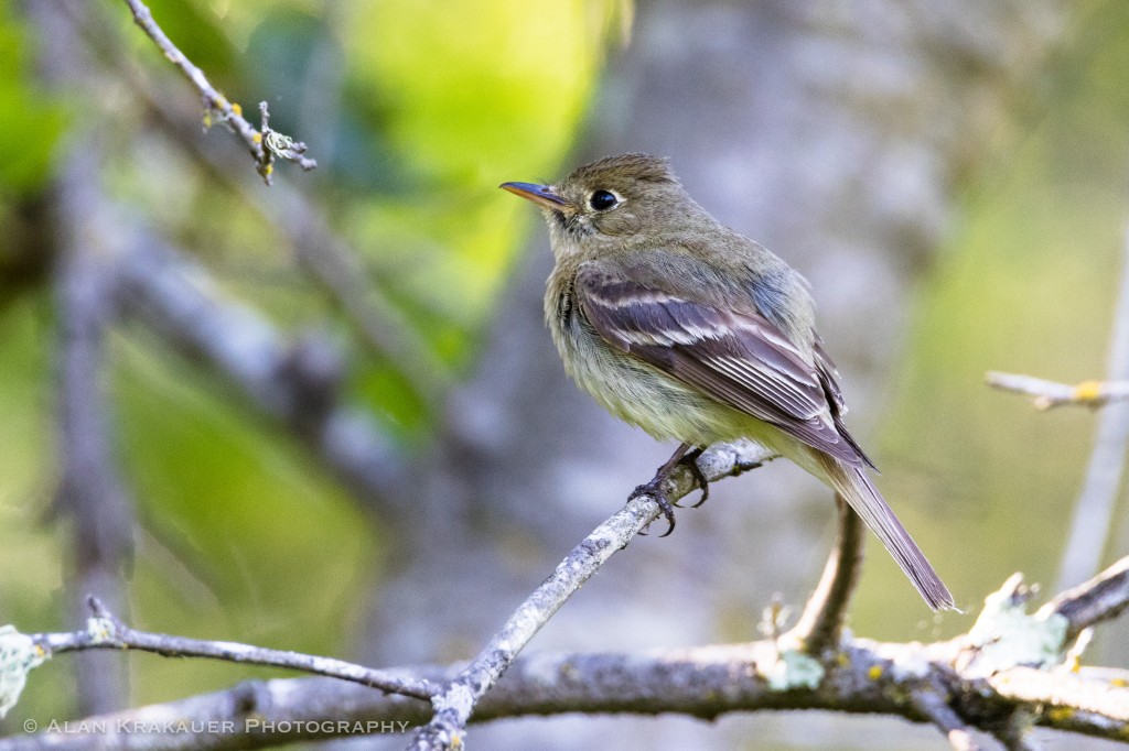 Pacific Slope Flycatcher, Wildcat Canyon