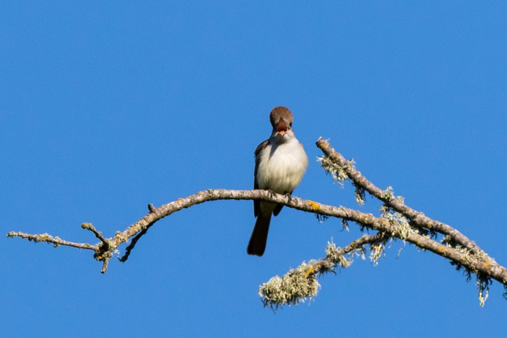 Ash-throated Flycatcher, Wildcat Canyon