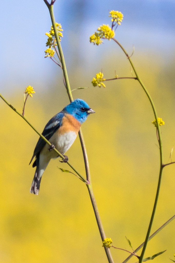 Lazuli Bunting, Wildcat Canyon