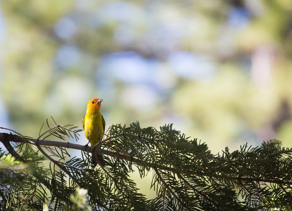 Western Tanager, Lake Tahoe.