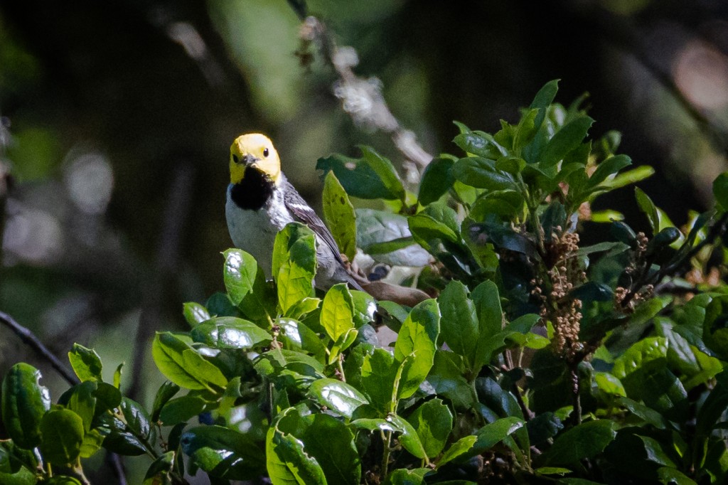 Male Hermit Warbler, Gyuto Foundation, Richmond.