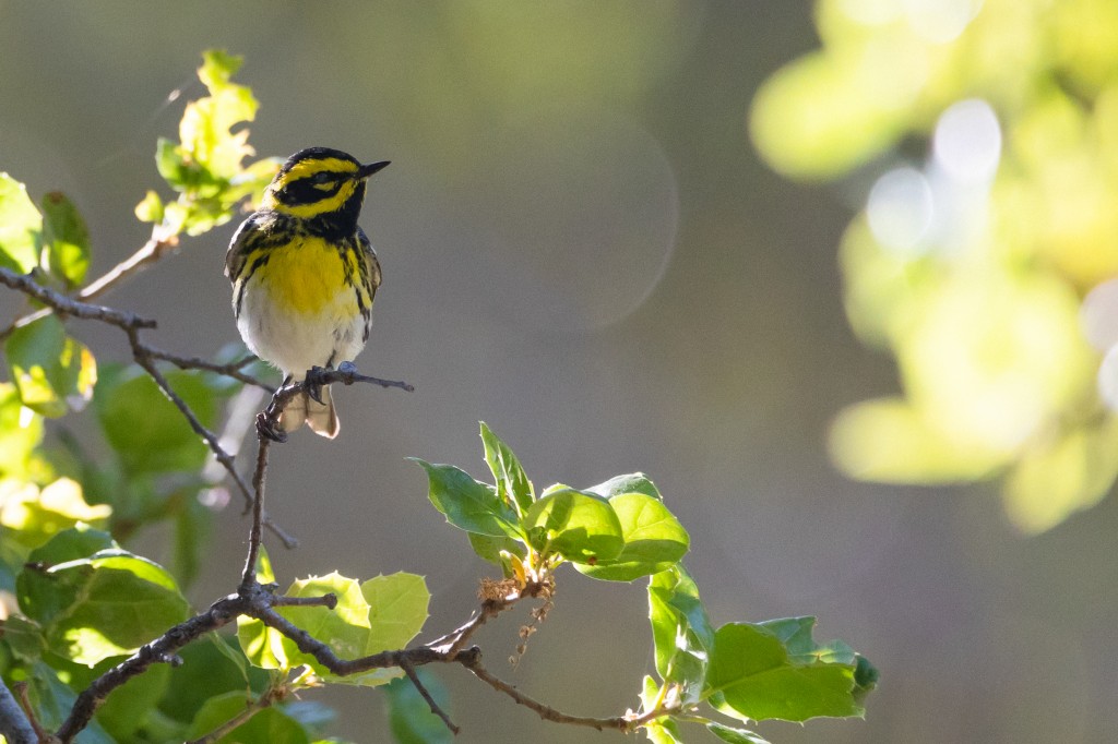 Townsend's Warbler, Gyuto Foundation Richmond.