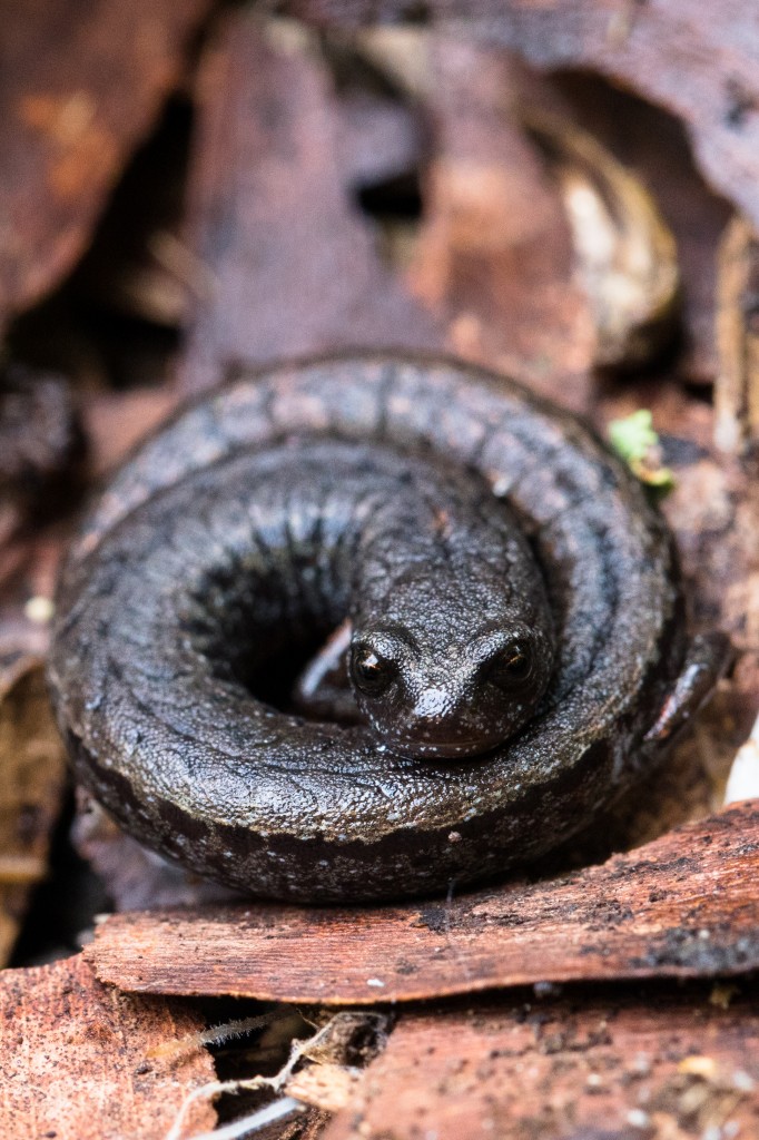 Slender Salamander, Wildcat Canyon. David Wake contributed decades of important work on salamander biology.