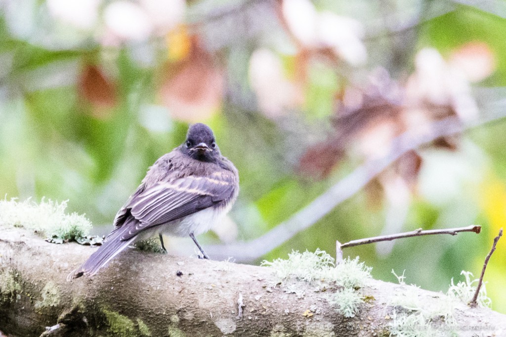 Juv. Black Phoebe in Wildcat Canyon