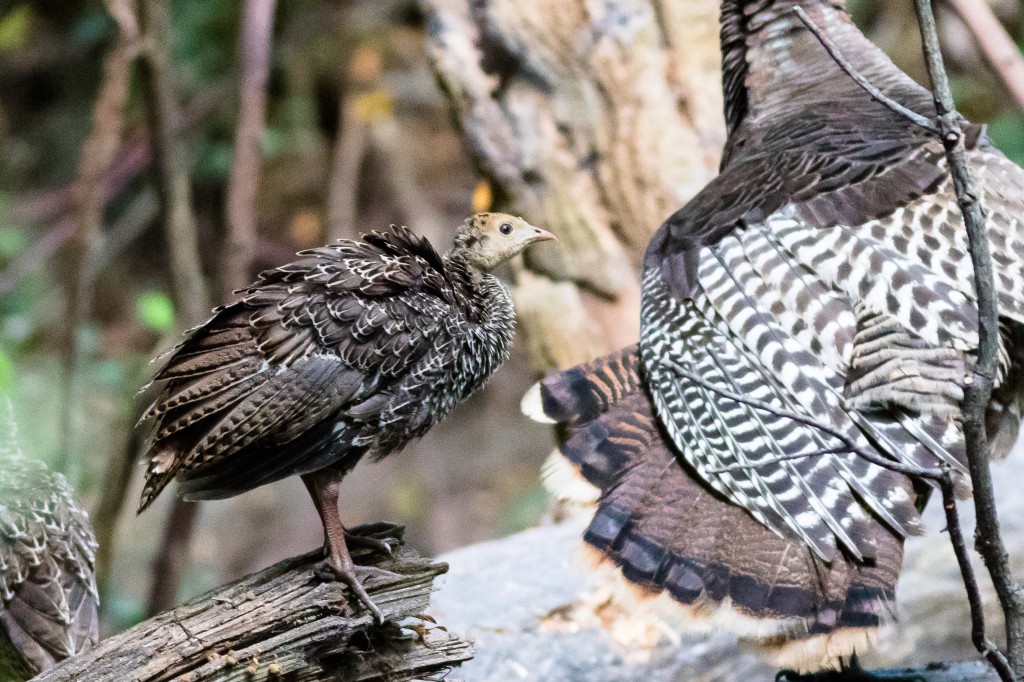 Wild Turkey Poult resting in Wildcat Canyon