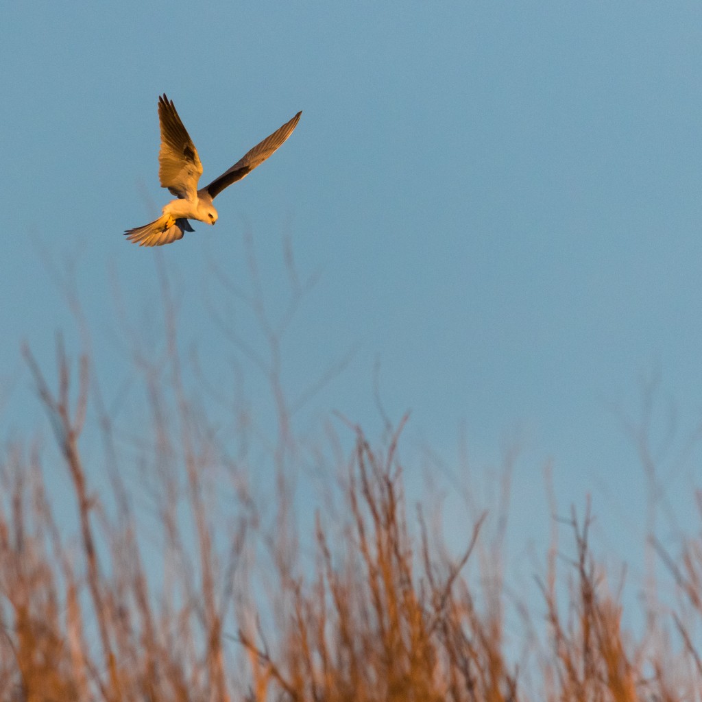 White-tailed Kite, Wildcat Canyon