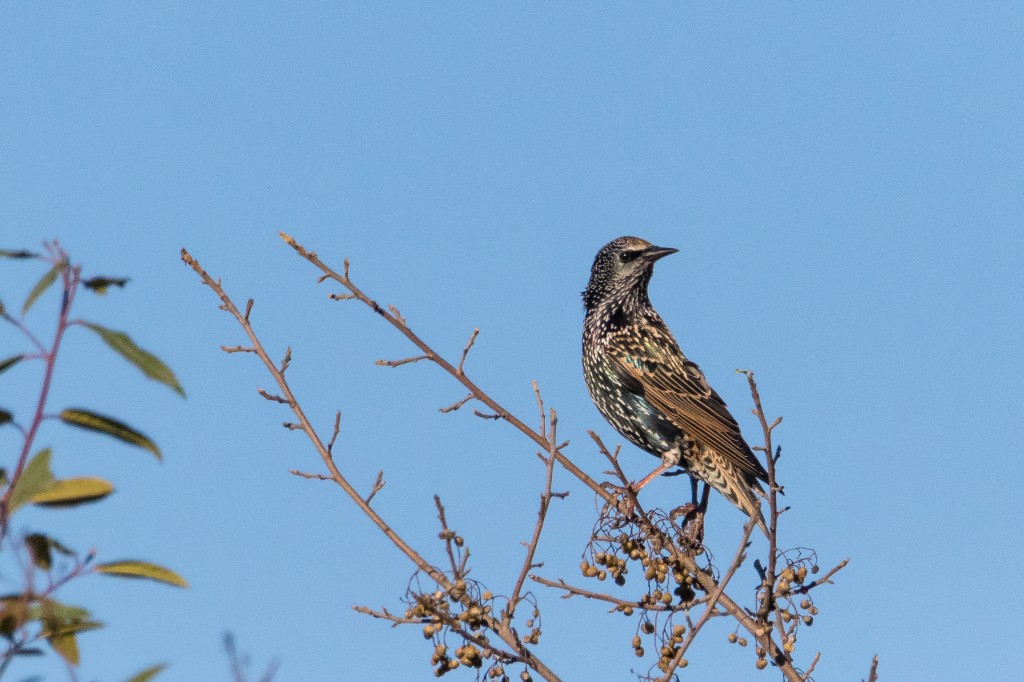 European Starling, Wildcat Canyon