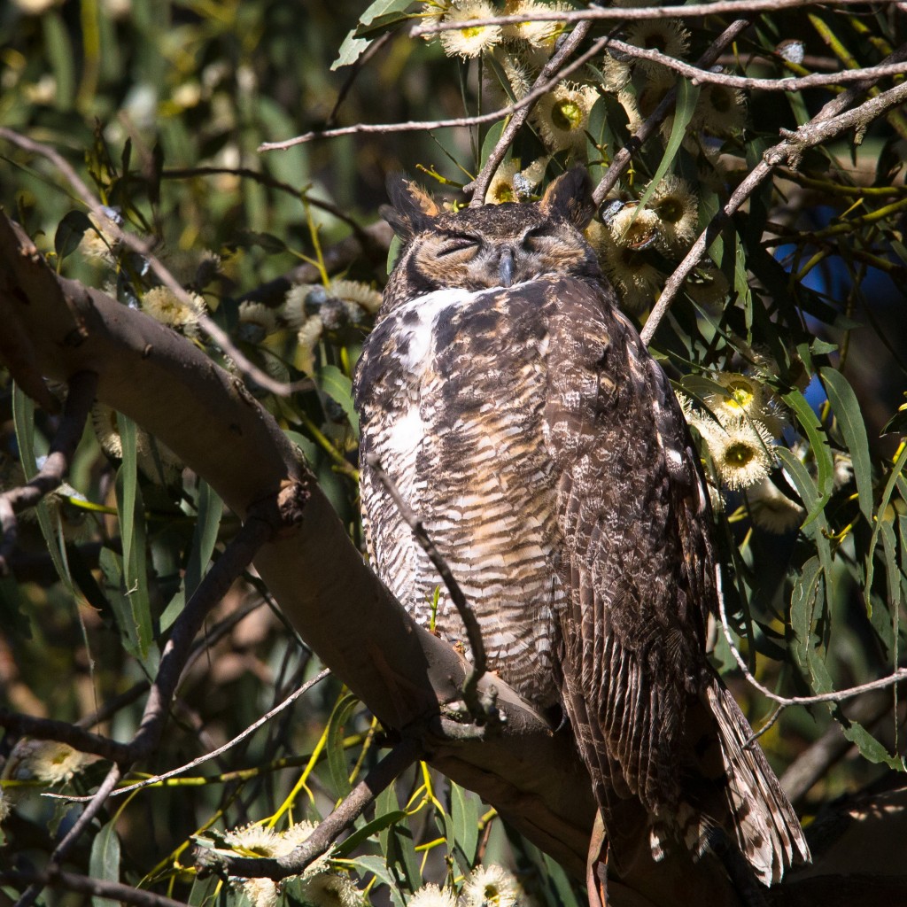 Great Horned Owl, Wildcat Canyon